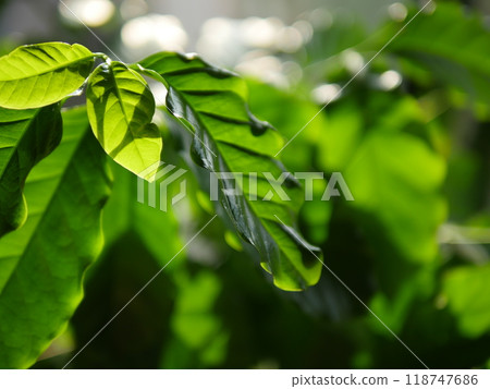 The leaves of the coffee tree are a pleasant green in the sunlight. The green is soothing. Just like a houseplant. Tolerant. The leaves of the coffee tree are a pleasant green in the sunlight. The green is soothing. Just like a houseplant. Tolerant. 118747686