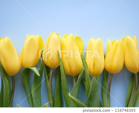 A row of yellow tulips are in a row. The flowers are green and yellow. The background is blue A row of yellow tulips are in a row. The flowers are green and yellow. The background is blue 118748305