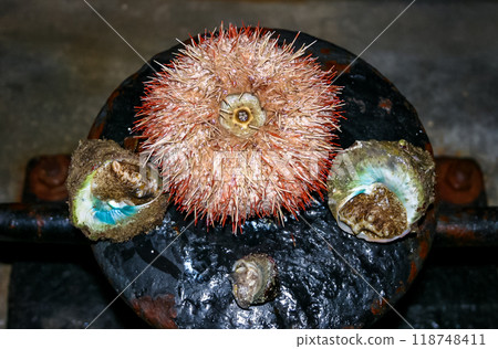 Sea urchin and Trochus gastropod from the Red Sea, Egypt Sea urchin and Trochus gastropod from the Red Sea, Egypt 118748411