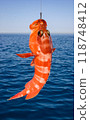 Epinephelus sp. - A fish caught in the Red Sea hangs on a fishing line against the background of the sea, Red Sea, Egypt 118748412