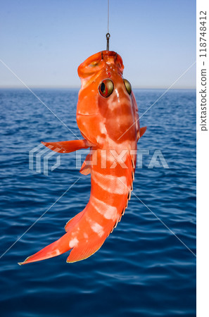 Epinephelus sp. - A fish caught in the Red Sea hangs on a fishing line against the background of the sea, Red Sea, Egypt 118748412
