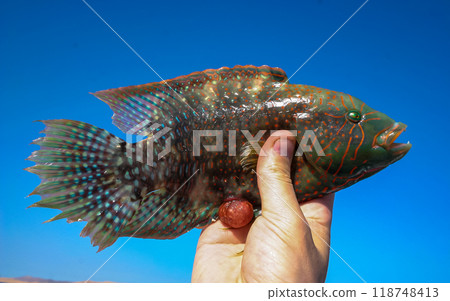 Cheek-lined Wrasse (Oxycheilinus digramma), caught fish in hand, Red Sea, Egypt 118748413