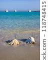Shells of two large gastropods on the shore in the Red Sea 118748415