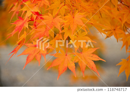 Autumn leaves of maple 118748717