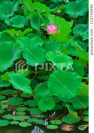 愛知縣府市保科池盛開的荷花 118748896