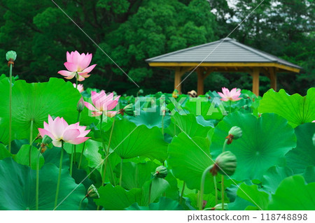 愛知縣府市保科池盛開的蓮花和喬木 118748898