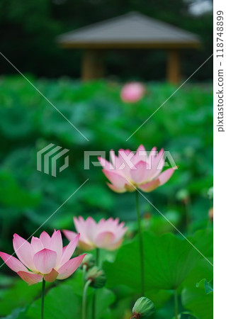 愛知縣府市保科池盛開的蓮花和喬木 118748899