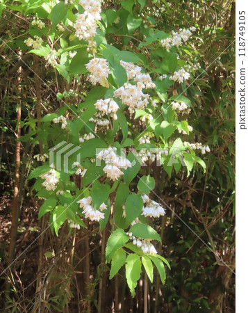 Pure white Deutzia flowers blooming on a country road in early summer 118749105