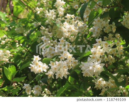 Pure white Deutzia flowers blooming on a country road in early summer 118749109