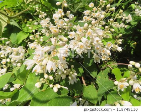 Pure white Deutzia flowers blooming on a country road in early summer Pure white Deutzia flowers blooming on a country road in early summer 118749110