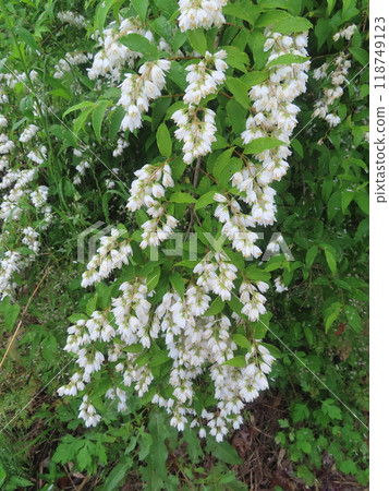 Pure white Deutzia flowers blooming on a country road in early summer Pure white Deutzia flowers blooming on a country road in early summer 118749123