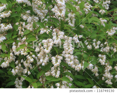 Pure white Deutzia flowers blooming on a country road in early summer Pure white Deutzia flowers blooming on a country road in early summer 118749130