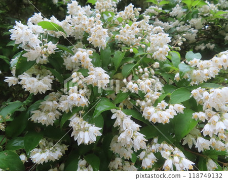 Pure white Deutzia flowers blooming on a country road in early summer Pure white Deutzia flowers blooming on a country road in early summer 118749132