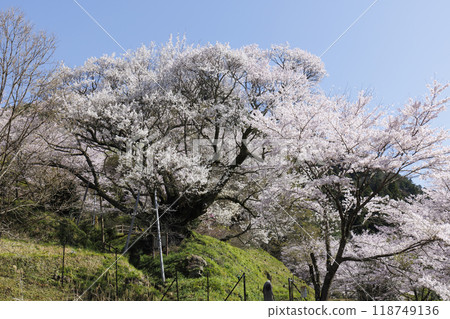 佛教寺廟千年櫻桃樹 118749136