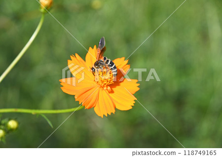 蜜蜂從波斯菊花中吸取蜂蜜 118749165