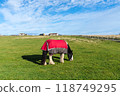Horse grazing on a green field in Dunnet village, Scotland, United Kingdom 118749295