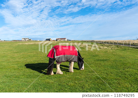 Horse grazing on a green field in Dunnet village, Scotland, United Kingdom 118749295