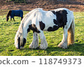 Horses grazing on a green field in Dunnet village, Scotland, United Kingdom 118749373