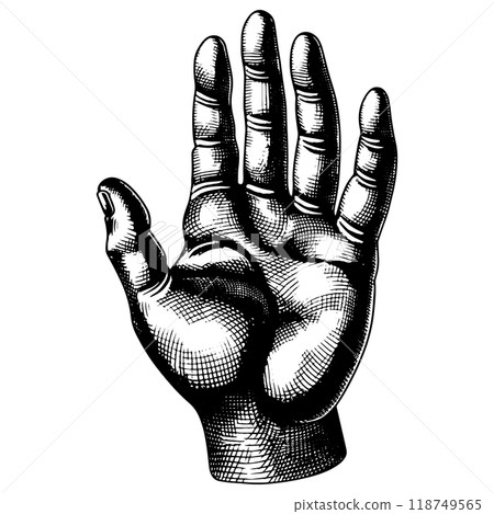 人類手掌的銅版雕刻的向量圖。 人類手掌的銅版雕刻的向量圖。 118749565