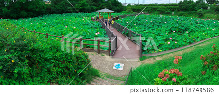 愛知縣府市保科池全景,荷花盛開 愛知縣府市保科池全景,荷花盛開 118749586