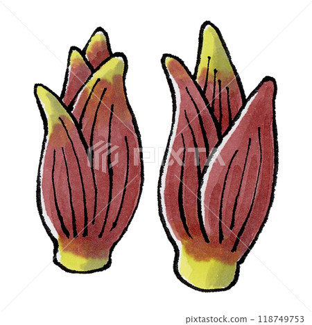 日本生薑 118749753