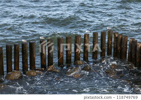 Seagullls are on old wooden breakwater structure. Baltic Sea coast 118749769