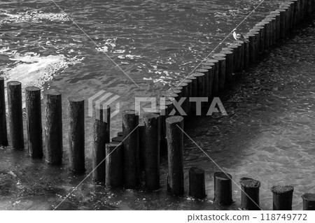 Seagulll is on old wooden breakwater structure. Baltic Sea coast Seagulll is on old wooden breakwater structure. Baltic Sea coast 118749772