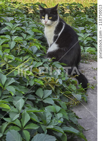 Gray and black and white cats. Pets. Playful mood Gray and black and white cats. Pets. Playful mood 118750013