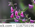 Bush clover 118750196