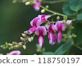 Bush clover 118750197