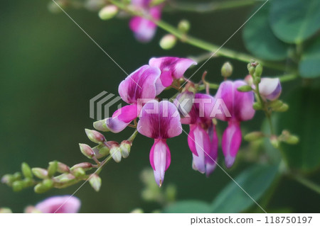 布什三葉草 118750197