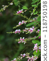 Bush clover 118750198