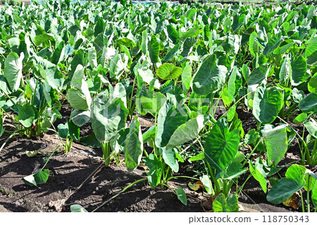 Taro field 118750343