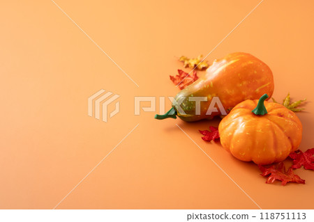 pumpkin harvest autumn maple leaves thanksgiving halloween pumpkin maple autumn ハロウィーン 118751113