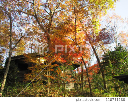 熊本縣阿蘇郡小國町深秋的紅葉充滿生氣 118751288