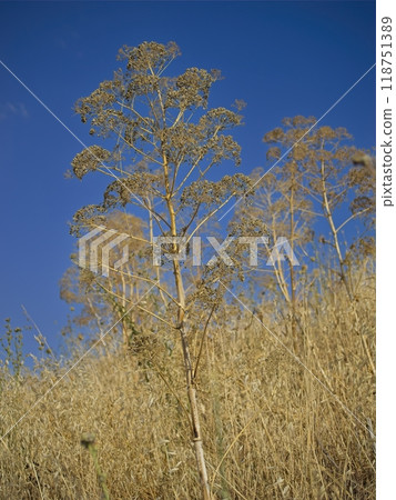 Golden dry blades of grass in the summer, daylight Golden dry blades of grass in the summer, daylight 118751389