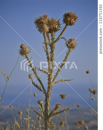 Dry thistle in Sicily in daylight Dry thistle in Sicily in daylight 118751392