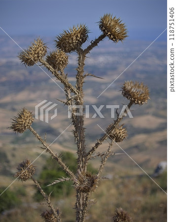 Dry thistle in Sicily in daylight Dry thistle in Sicily in daylight 118751406