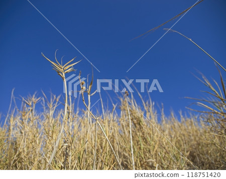 Golden dry blades of grass in the summer, daylight 118751420