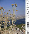 Dry thistle in Sicily in daylight 118751450