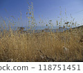 Golden dry blades of grass in the summer, daylight 118751451