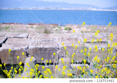 山上俯瞰大海的黃色花朵 118751481