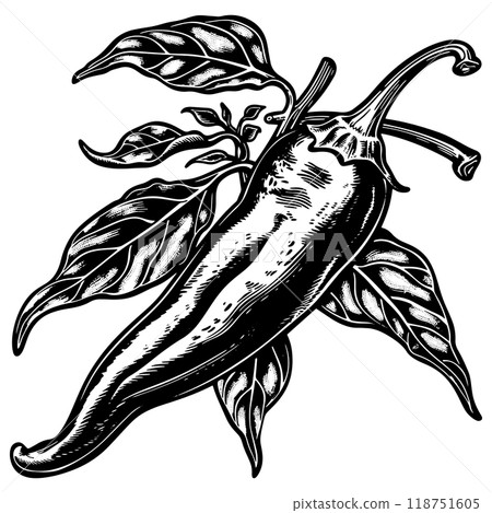 辣椒的銅版向量圖。 118751605