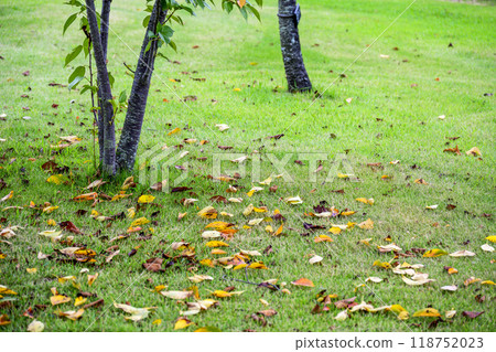 落葉草坪廣場公園初秋秋季素材 118752023