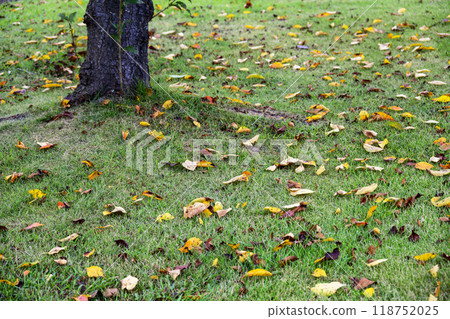 Fallen leaves, lawn, square, park, early autumn, autumn material Fallen leaves, lawn, square, park, early autumn, autumn material 118752025