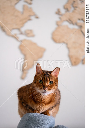 Cat sitting on a chair with world map background. 118752135