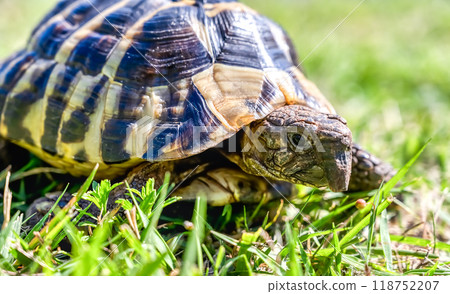 Eastern Hermann's tortoise taking a walk in the park 118752207