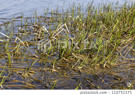 dark muddy lake water in winter without snow 118752375