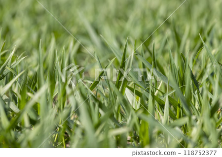 winter frost-resistant wheat is green in early spring winter frost-resistant wheat is green in early spring 118752377