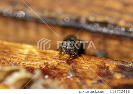 a bee hive with honey bees in sunny weather in summer a bee hive with honey bees in sunny weather in summer 118752418